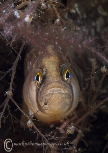Butterfish.
Trefor Pier, N. Wales. by Mark Thomas 